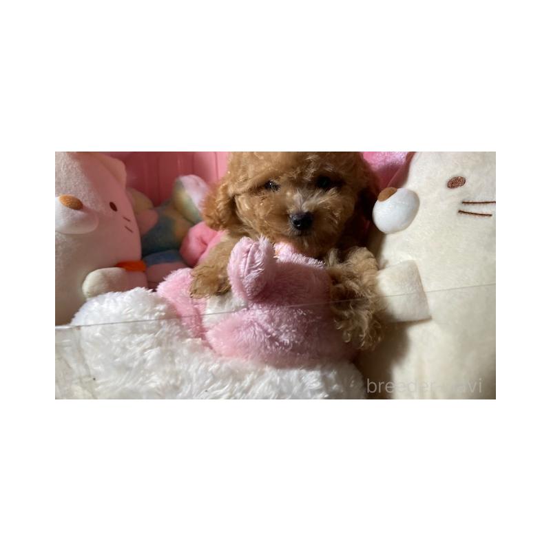 販売中の富山県のトイプードル-415858の6枚目