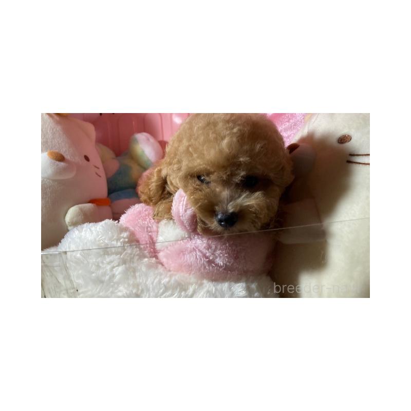 販売中の富山県のトイプードル-415858の5枚目