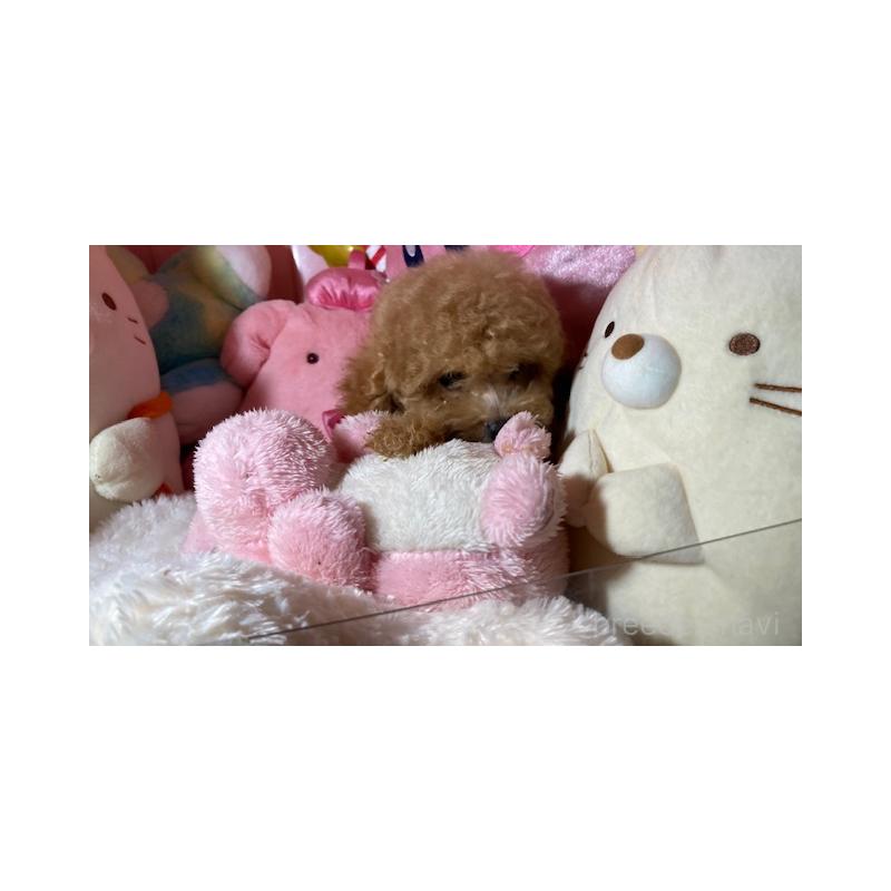 販売中の富山県のトイプードル-415858の4枚目