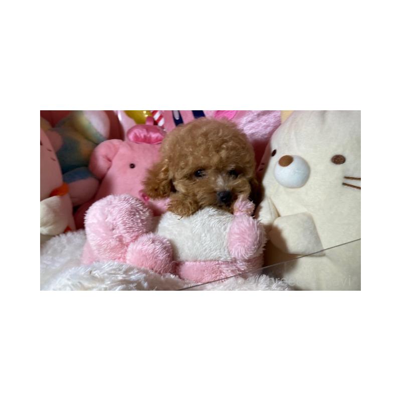 販売中の富山県のトイプードル-415858の3枚目