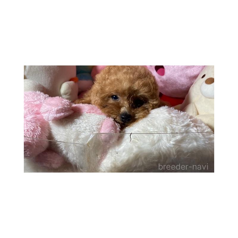 販売中の富山県のトイプードル-411684の3枚目