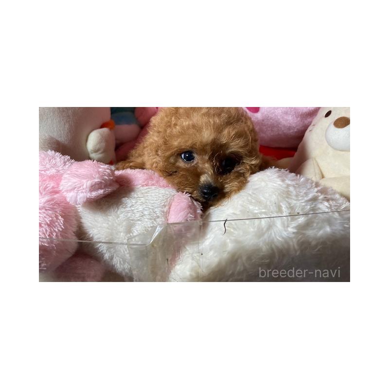 販売中の富山県のトイプードル-411684の2枚目