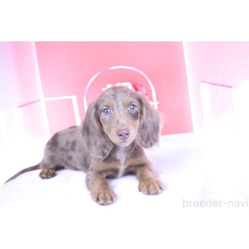 販売中の愛知県のカニンヘンダックスフンド(ロングヘアード)-403757の9枚目