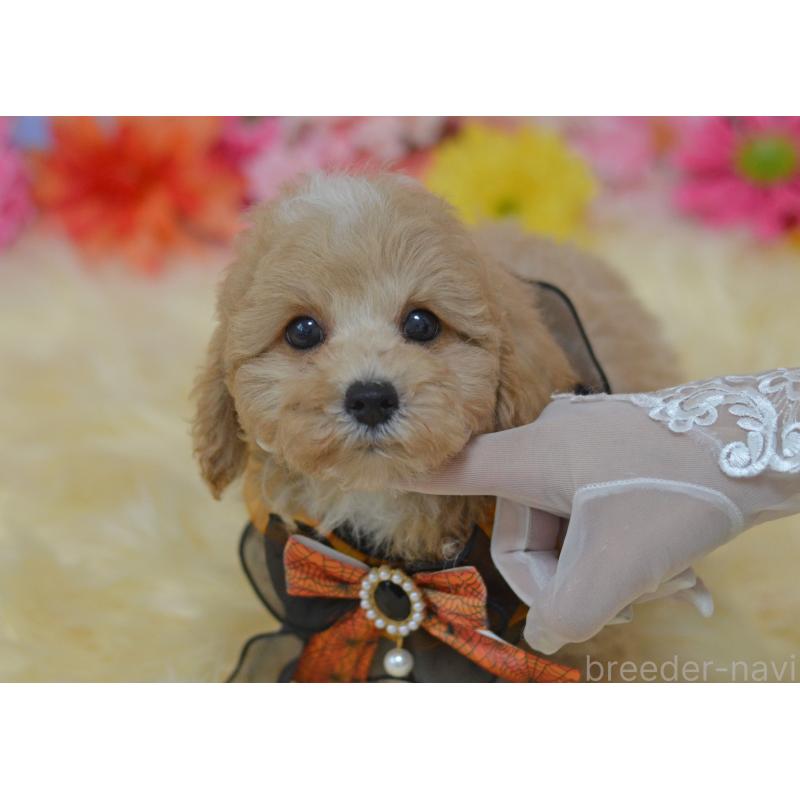 販売中の埼玉県のミックス犬-413226の6枚目