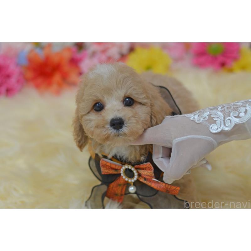 販売中の埼玉県のミックス犬-413226の5枚目