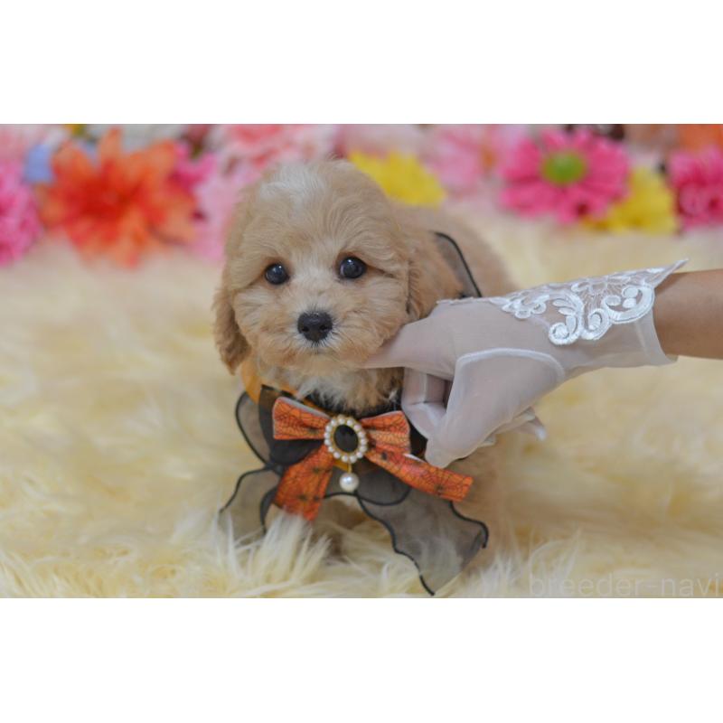 販売中の埼玉県のミックス犬-413226の4枚目