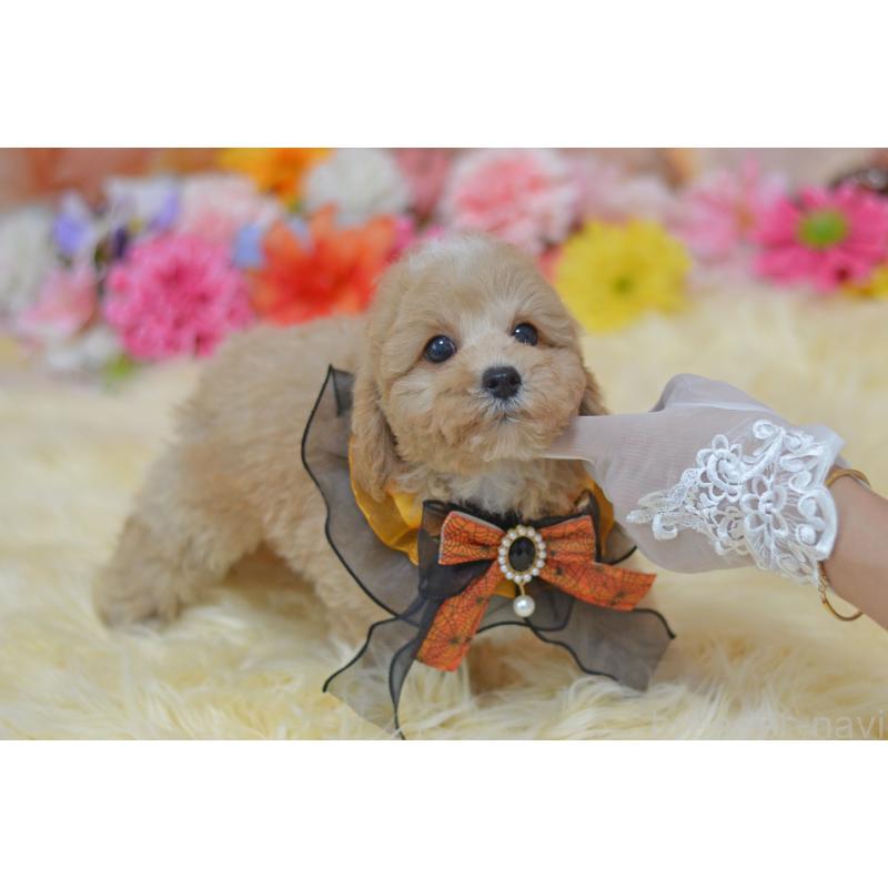 販売中の埼玉県のミックス犬-413226の3枚目