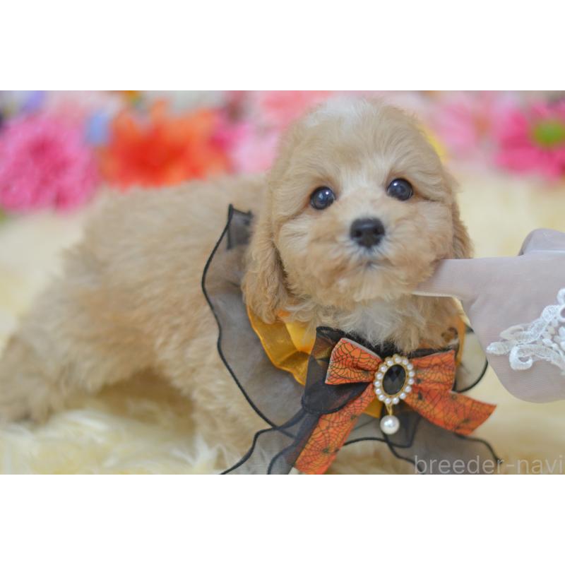 販売中の埼玉県のミックス犬-413226の2枚目
