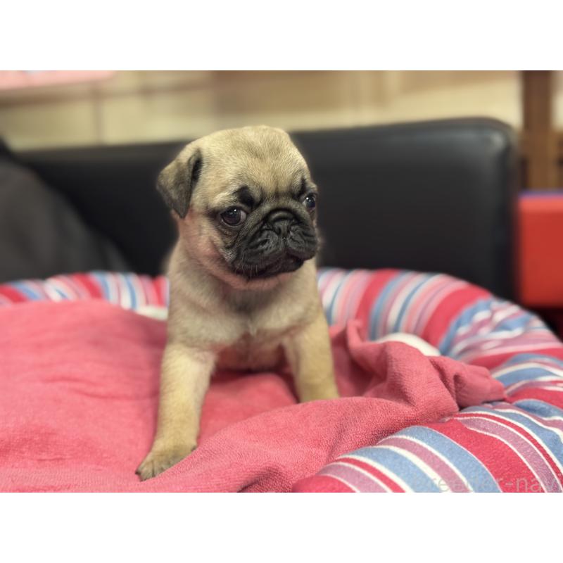 成約済の岐阜県のパグ-414505の8枚目