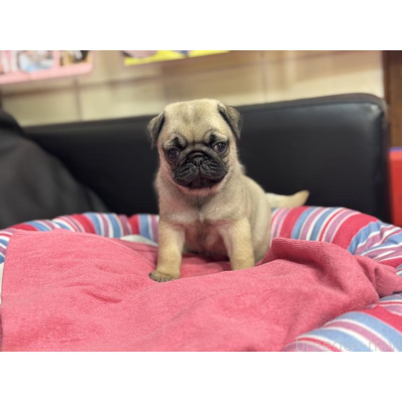 成約済の岐阜県のパグ-414505の7枚目