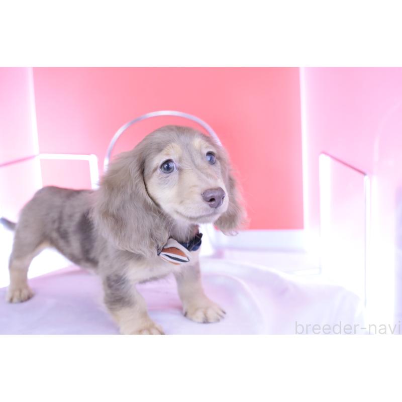 販売中の愛知県のカニンヘンダックスフンド(ロングヘアード)-414139の6枚目