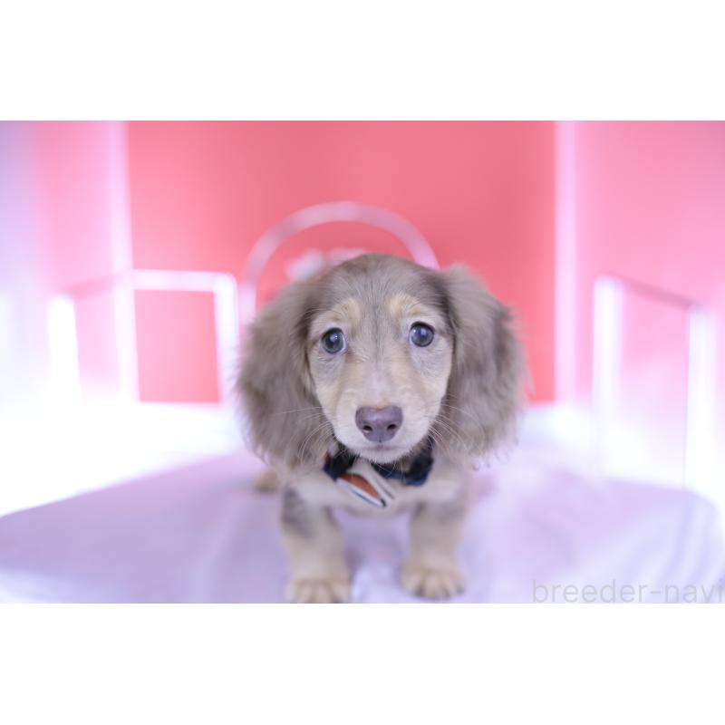 販売中の愛知県のカニンヘンダックスフンド(ロングヘアード)-414139の5枚目