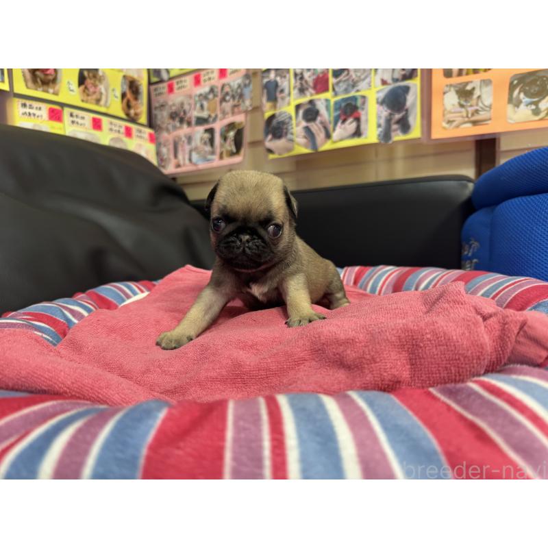 販売中の岐阜県のパグ-414507の2枚目