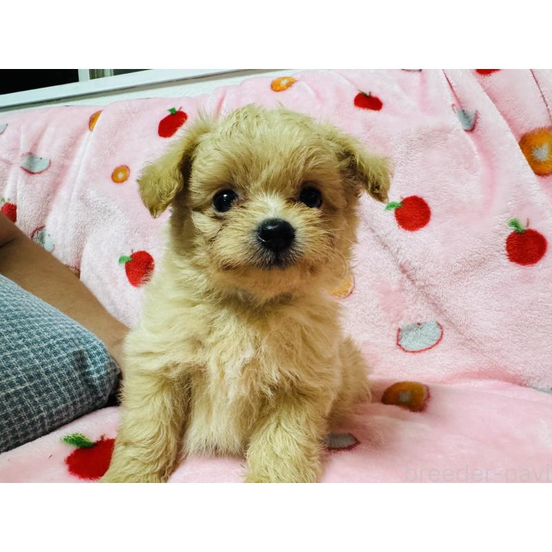 販売中の大分県のミックス犬-418850の6枚目
