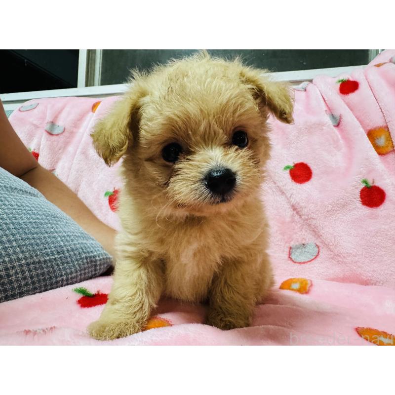 販売中の大分県のミックス犬-418850の5枚目