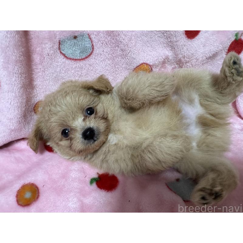 販売中の大分県のミックス犬-418850の4枚目