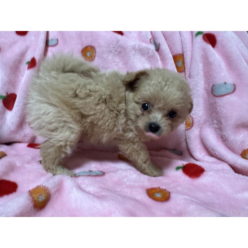 販売中の大分県のミックス犬-418850の3枚目