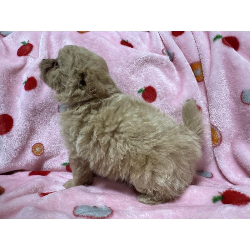 販売中の大分県のミックス犬-418850の2枚目