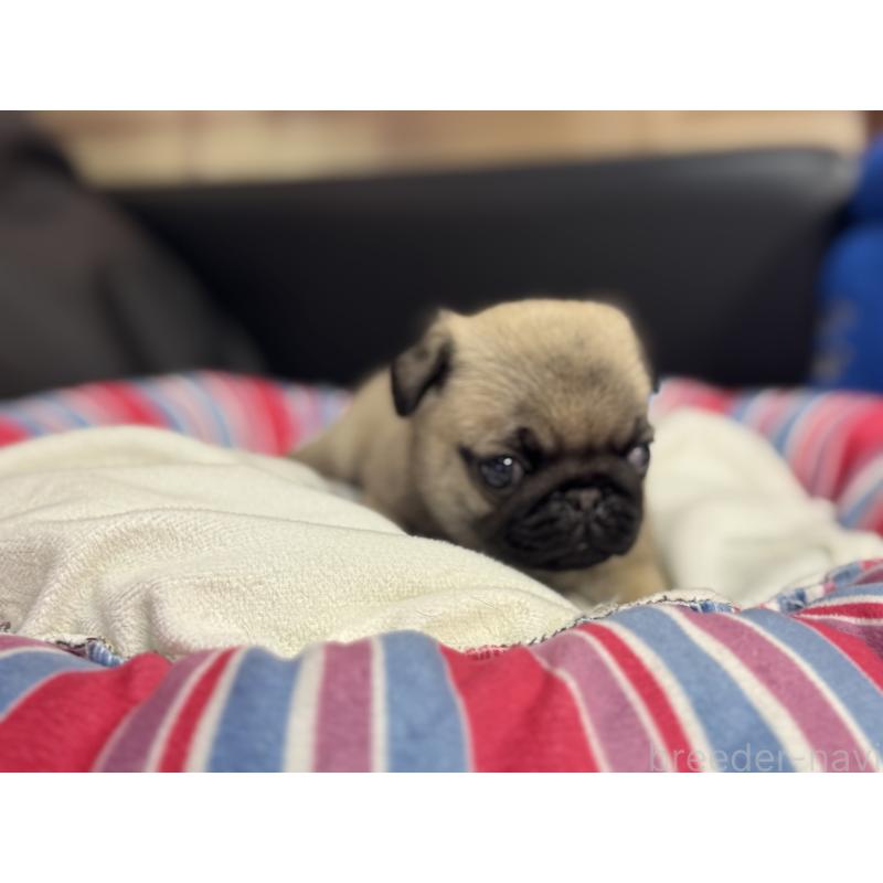 成約済の岐阜県のパグ-415437の4枚目