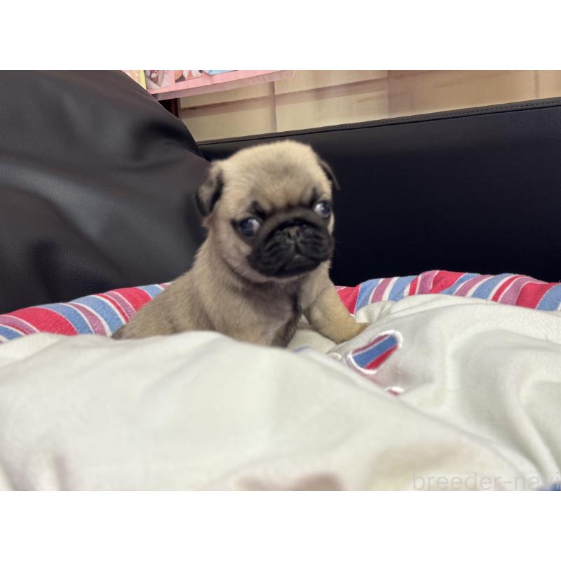 成約済の岐阜県のパグ-415437の3枚目