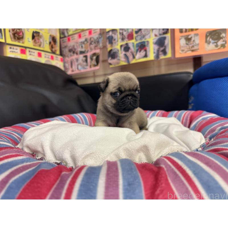 成約済の岐阜県のパグ-415437の2枚目