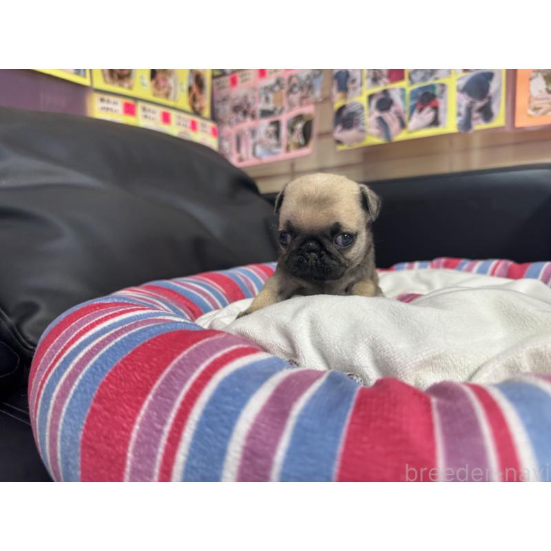 販売中の岐阜県のパグ-415439の4枚目