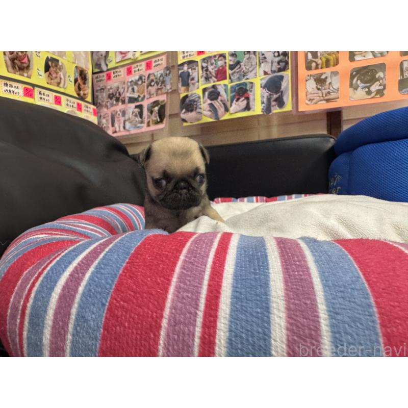 販売中の岐阜県のパグ-415439の2枚目