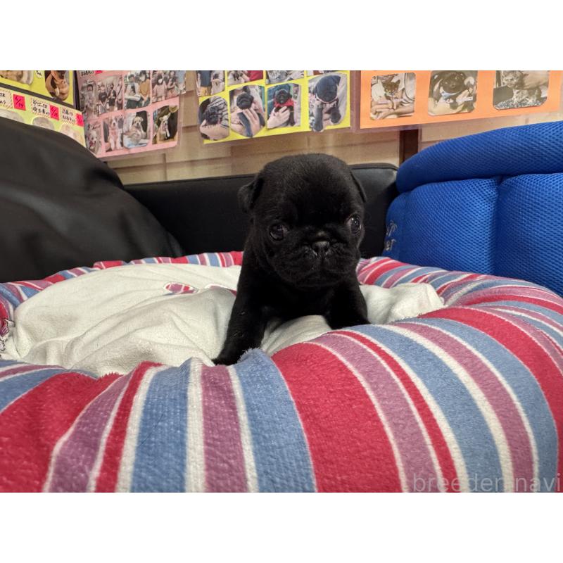 成約済の岐阜県のパグ-415444の7枚目