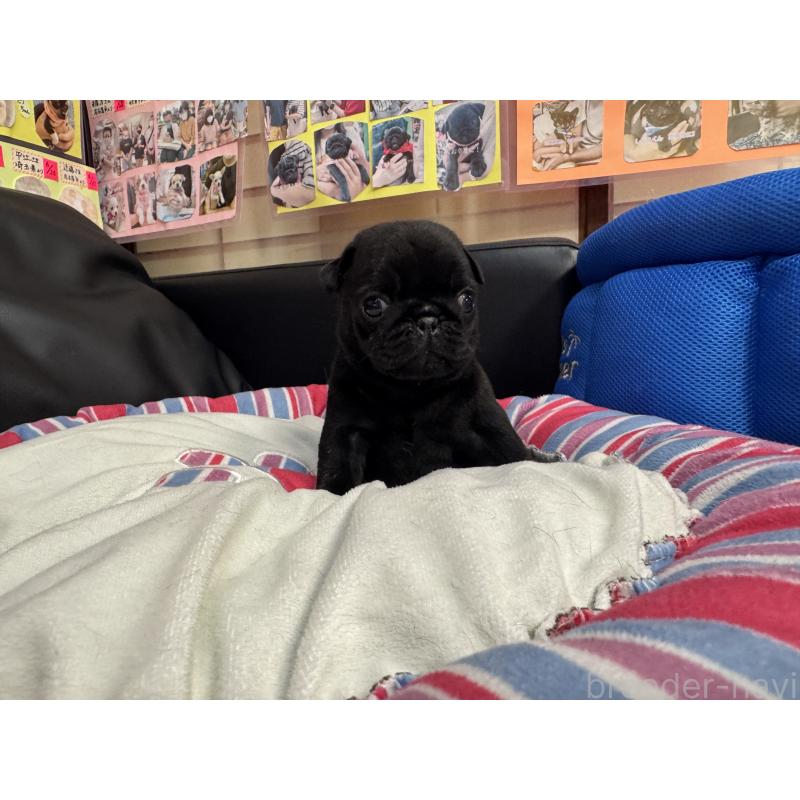 成約済の岐阜県のパグ-415444の6枚目