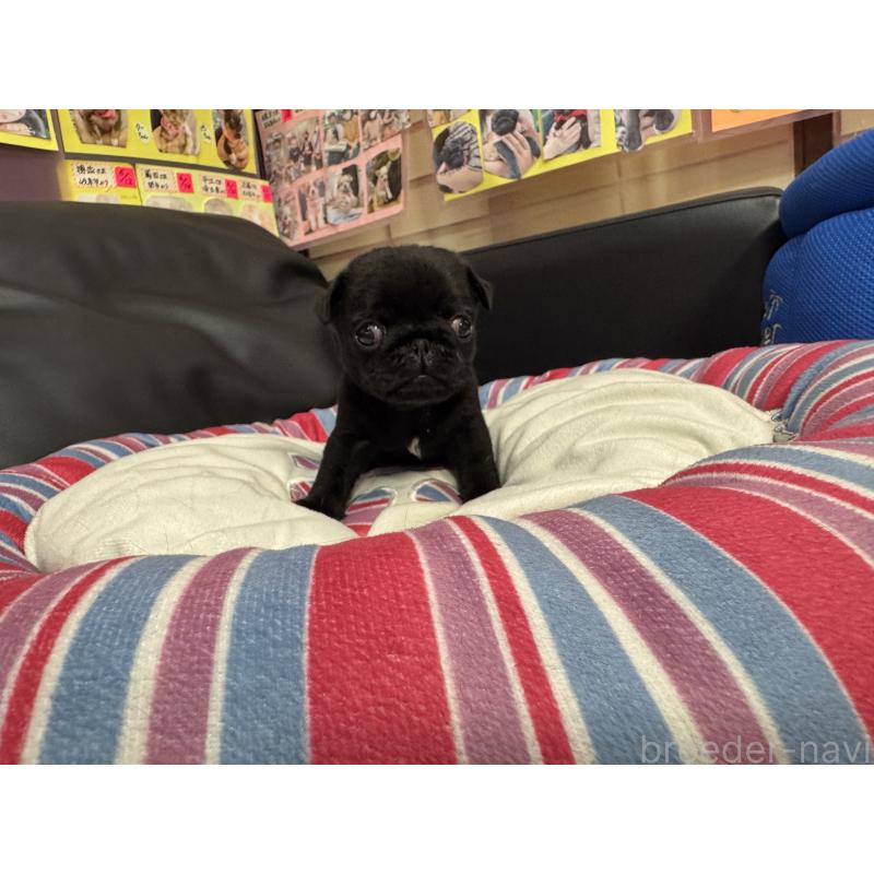 商談中の岐阜県のパグ-414508の4枚目