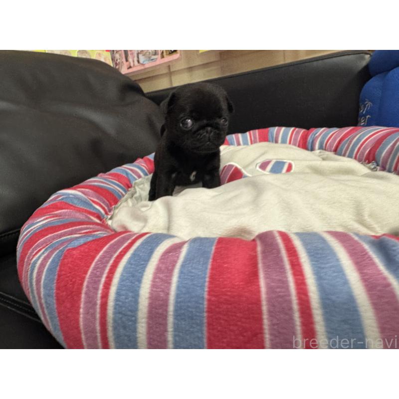 商談中の岐阜県のパグ-414508の3枚目