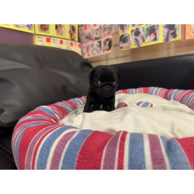 商談中の岐阜県のパグ-414508の2枚目