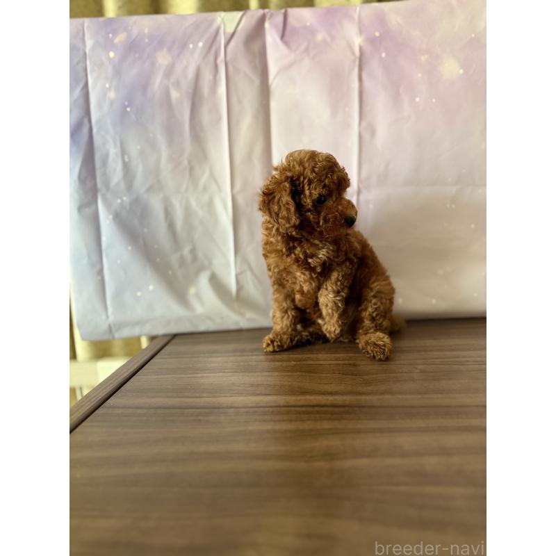 販売中の福岡県のタイニープードル-413661の5枚目