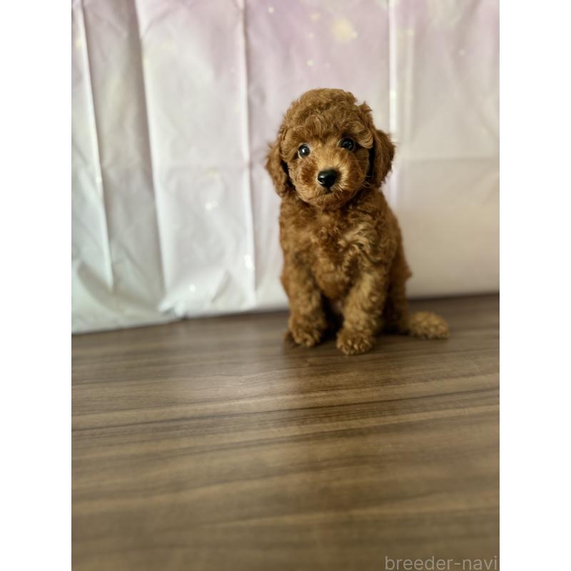 販売中の福岡県のタイニープードル-413661の4枚目