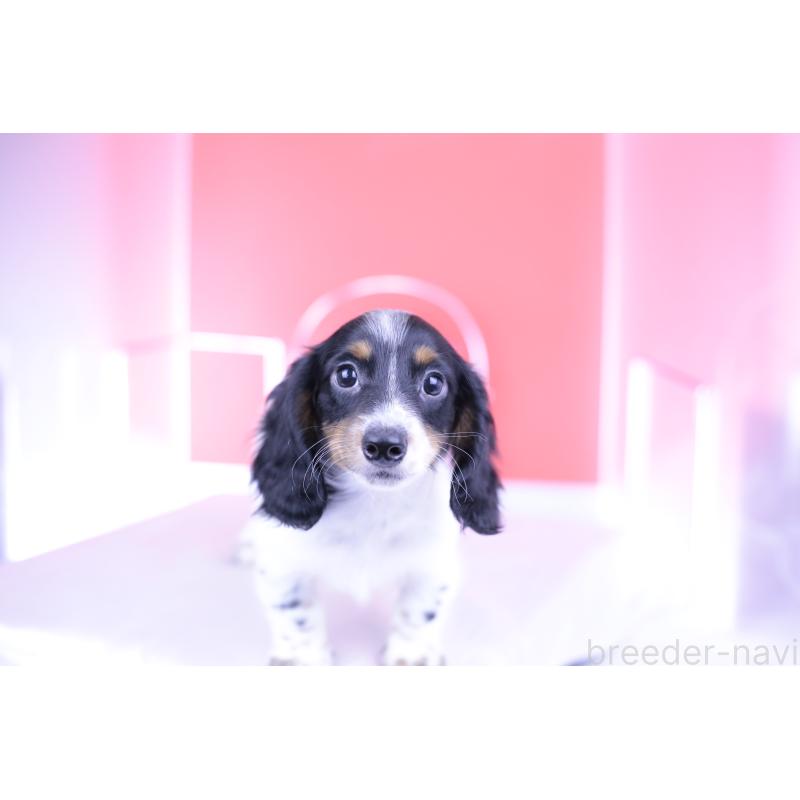 販売中の愛知県のミニチュアダックスフンド(ロングヘアード)-414589の14枚目