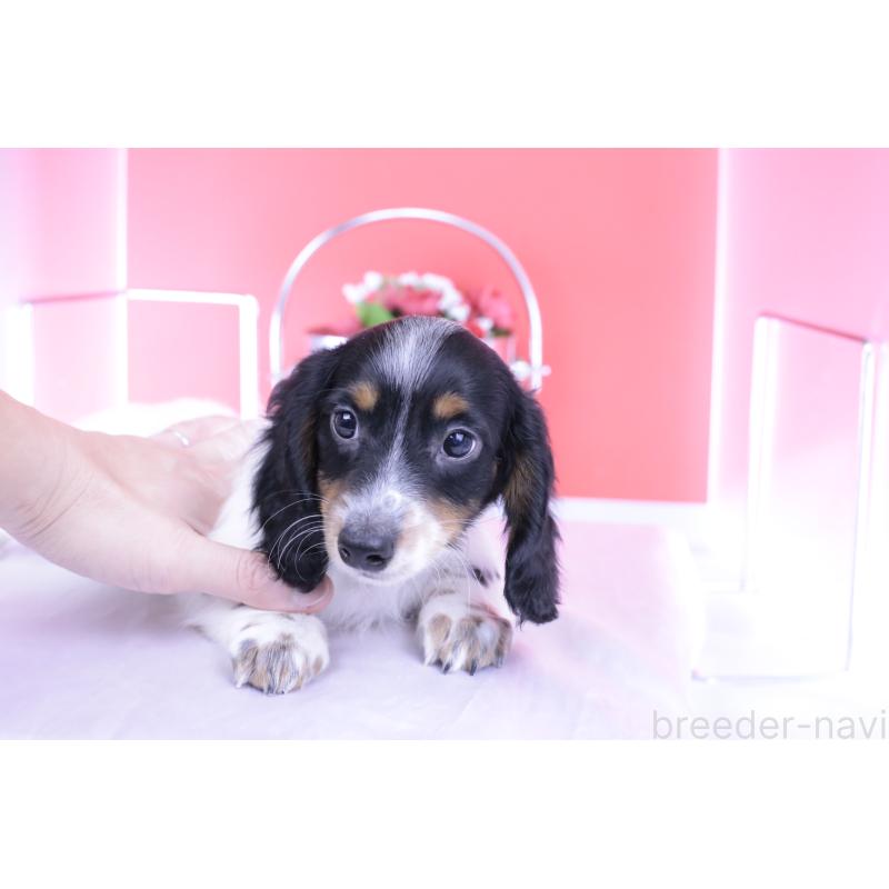 販売中の愛知県のミニチュアダックスフンド(ロングヘアード)-414589の12枚目