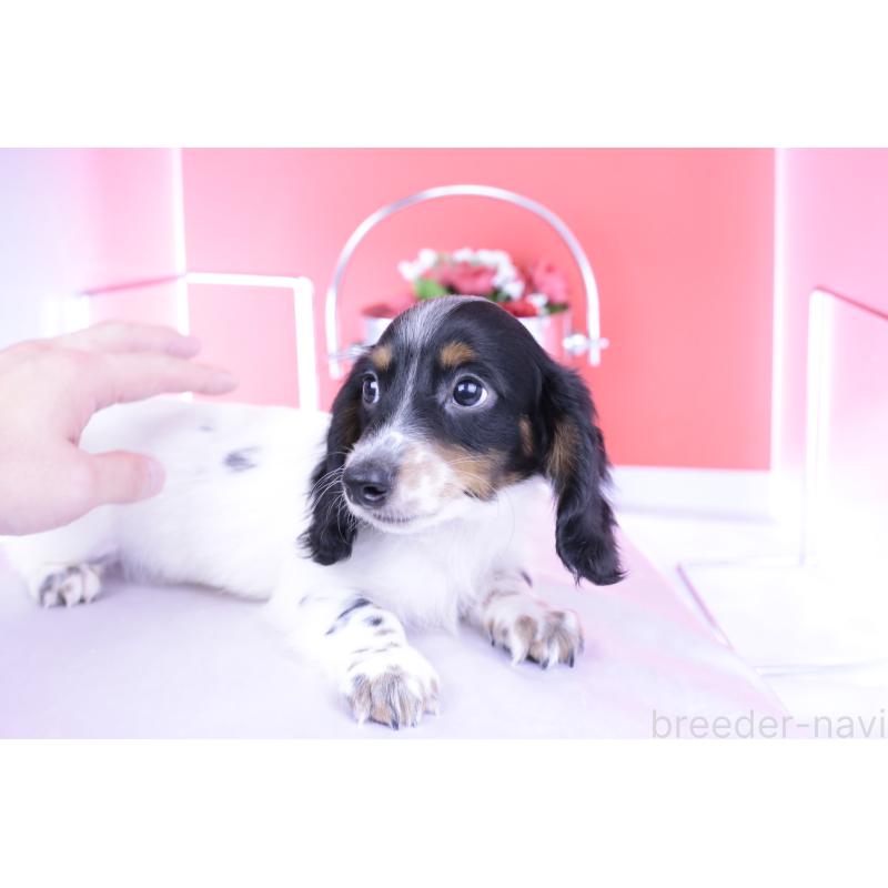 販売中の愛知県のミニチュアダックスフンド(ロングヘアード)-414589の11枚目