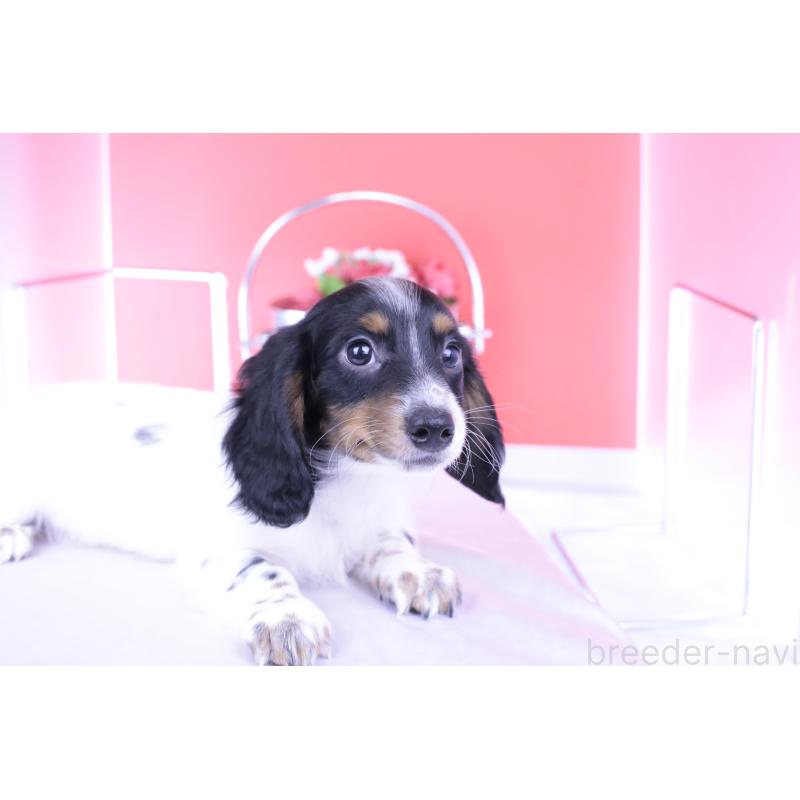 販売中の愛知県のミニチュアダックスフンド(ロングヘアード)-414589の10枚目