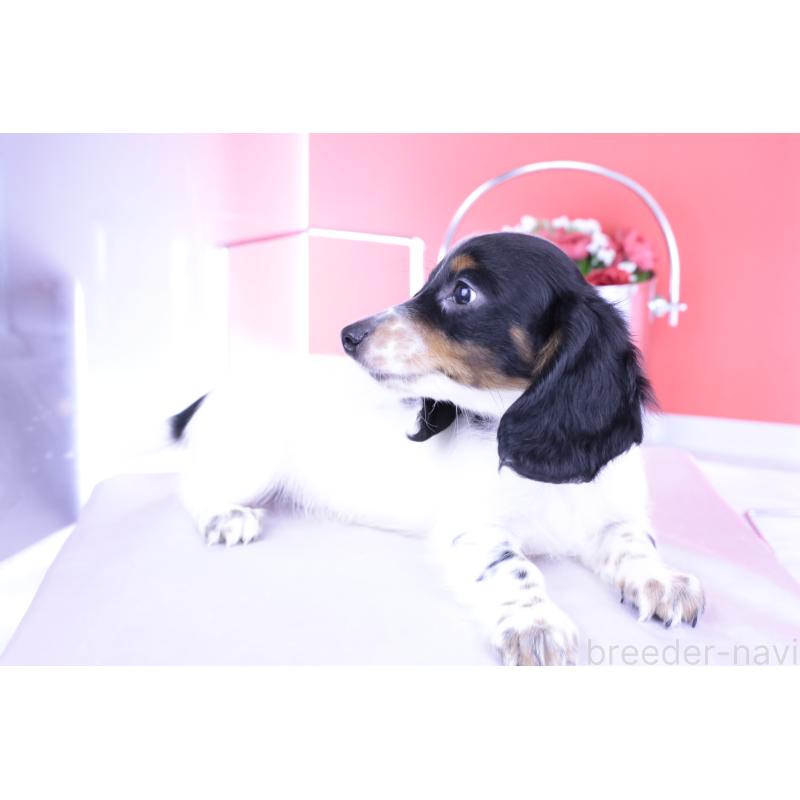 販売中の愛知県のミニチュアダックスフンド(ロングヘアード)-414589の8枚目