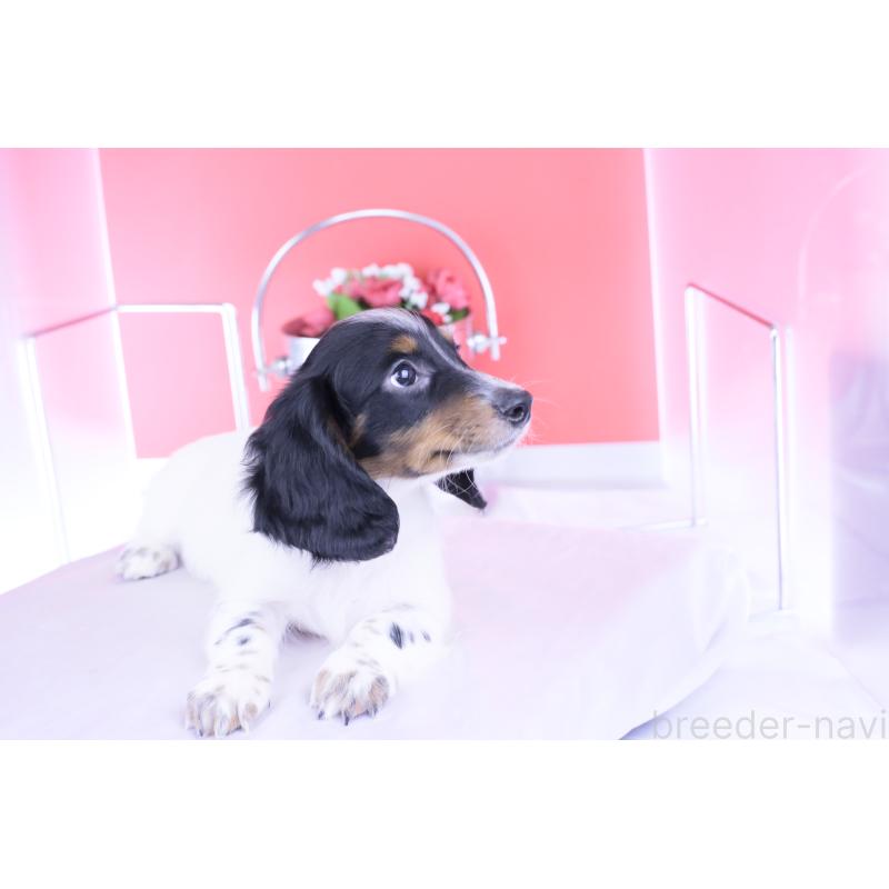 販売中の愛知県のミニチュアダックスフンド(ロングヘアード)-414589の5枚目