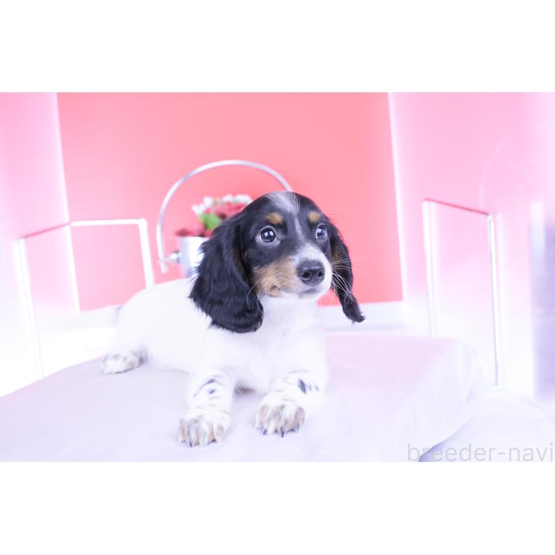 販売中の愛知県のミニチュアダックスフンド(ロングヘアード)-414589の4枚目