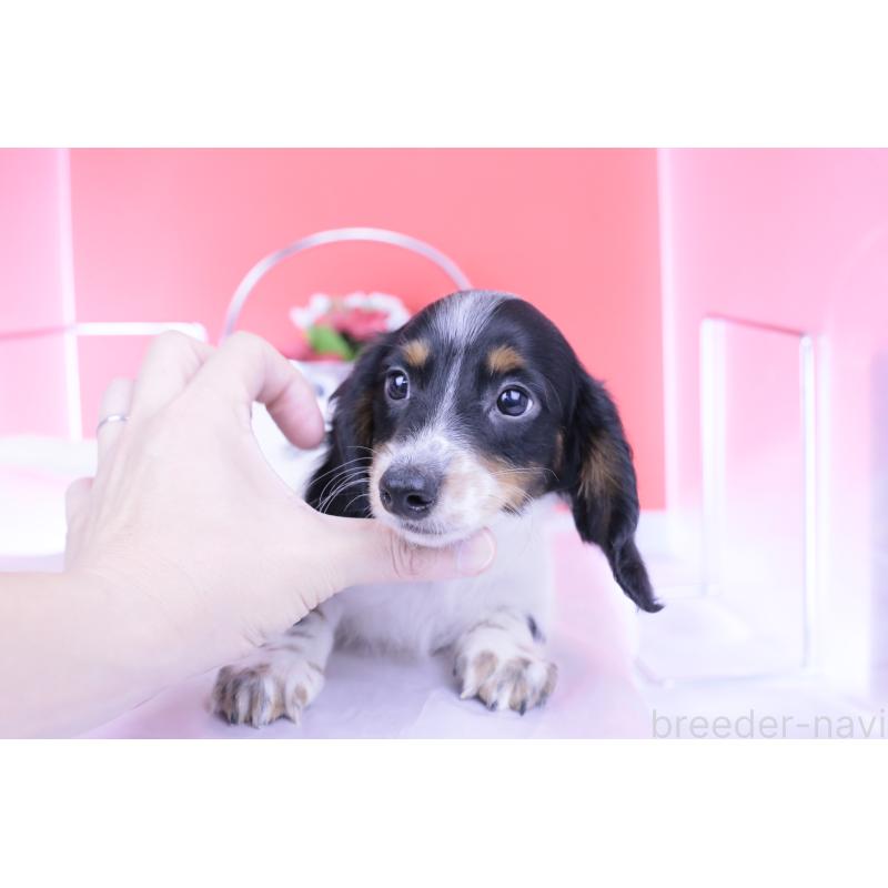 販売中の愛知県のミニチュアダックスフンド(ロングヘアード)-414589の3枚目