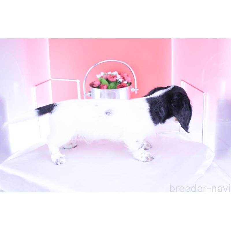 販売中の愛知県のミニチュアダックスフンド(ロングヘアード)-414589の2枚目