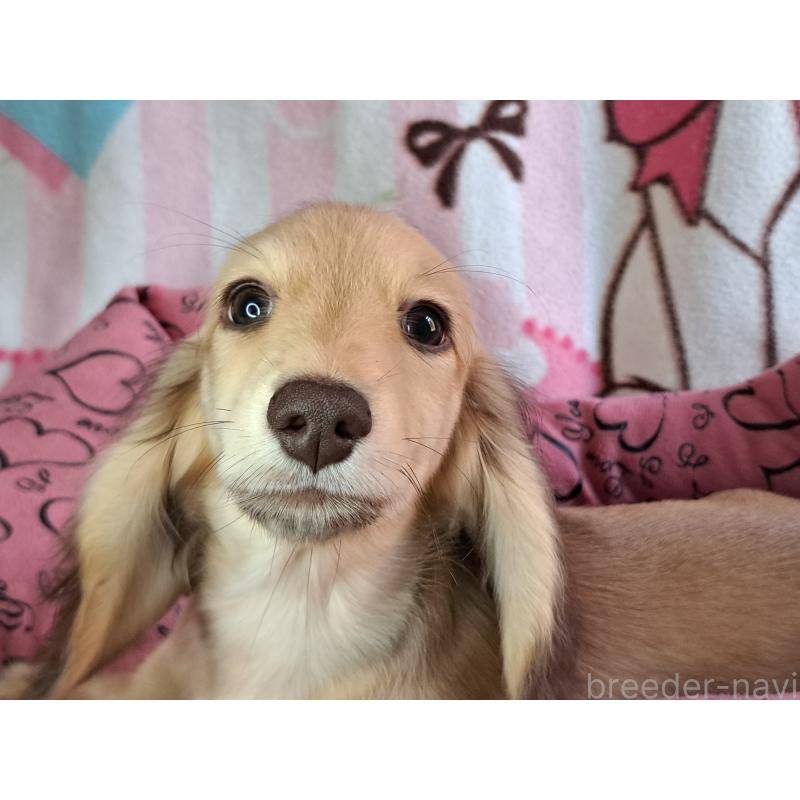 成約済の愛知県のミニチュアダックスフンド(ロングヘアード)-403753の13枚目