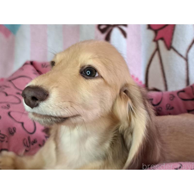 成約済の愛知県のミニチュアダックスフンド(ロングヘアード)-403753の11枚目