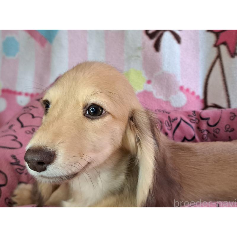 成約済の愛知県のミニチュアダックスフンド(ロングヘアード)-403753の10枚目