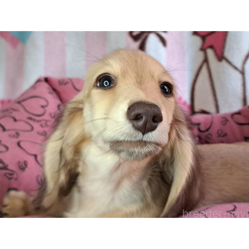 成約済の愛知県のミニチュアダックスフンド(ロングヘアード)-403753の9枚目