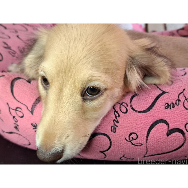 成約済の愛知県のミニチュアダックスフンド(ロングヘアード)-403753の8枚目