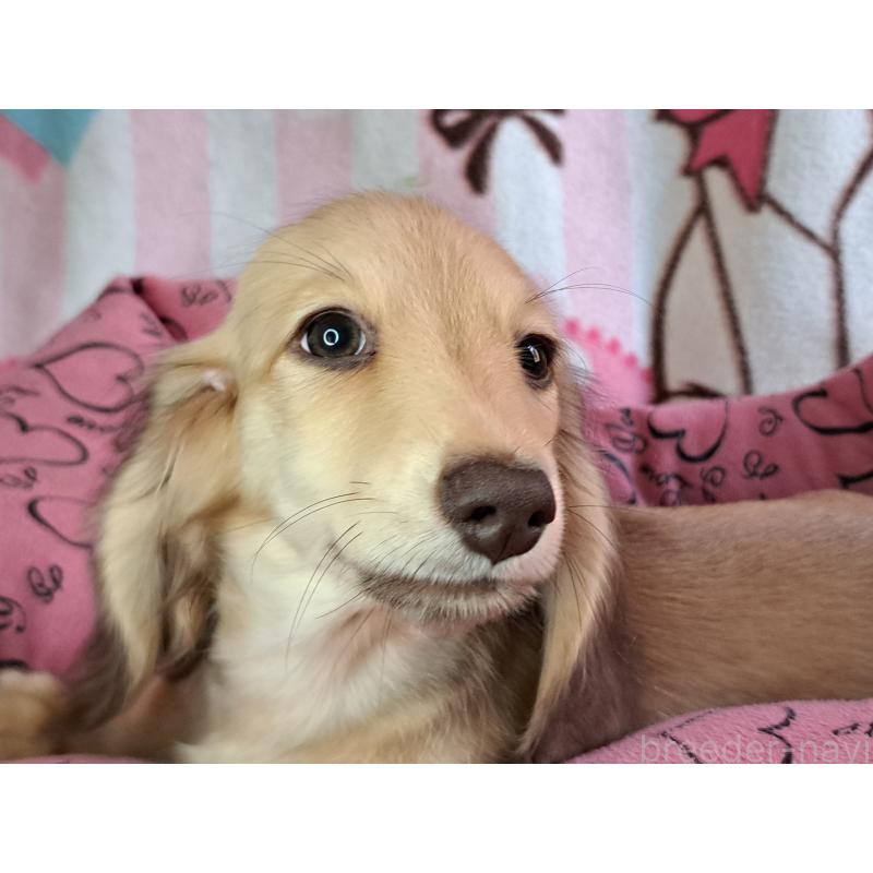 成約済の愛知県のミニチュアダックスフンド(ロングヘアード)-403753の7枚目