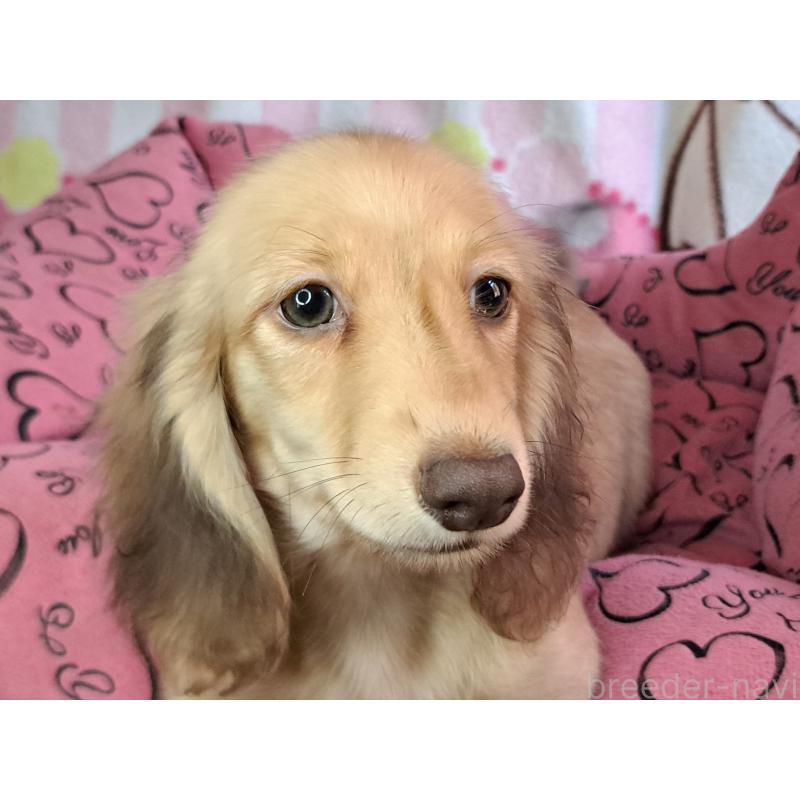 成約済の愛知県のミニチュアダックスフンド(ロングヘアード)-403759の12枚目